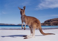 kangaroo on the beach, Esperance
