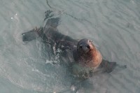 See Sammy the Seal - just a stroll from the Hospitality Inn Esperance
