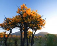 Cape Le Grand National Park