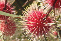 wild flowers in the National Park
